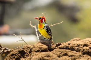 Colorful bird. Tarangire National Park, Tanzania (Africa)