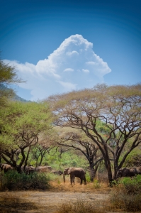 The elephant in the room. Manyara National Park, Tanzania (Africa)