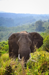 The old one. Elephant in Tanzania (Africa)