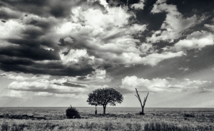 Spot the giraffe, Serengeti National Park, Tanzania (Africa)