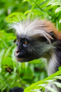 The look. Monkey in Zanzibar, Africa