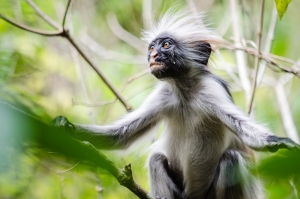 Sad monkey. Zanzibar, Africa