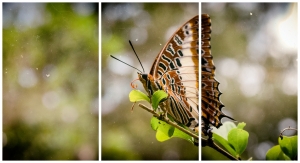 The butterfly effect. Zanzibar, Tanzania