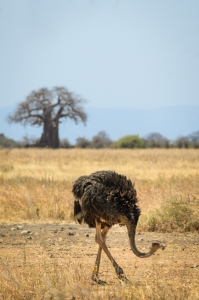 The ostrich. Tarangire National Park, Tanzania (Africa)